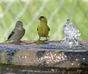 American Goldfinches 7628